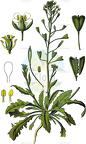 Capsella bursa-pastoris