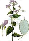 Lunaria annua
