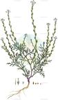 Didesmus aegyptius