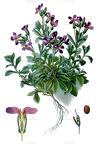 Aubrieta deltoidea