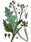 Crambe maritima