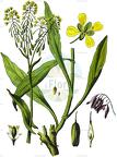 Isatis tinctoria