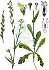 Myagrum perfoliatum