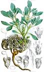 Anastatica hierochuntica