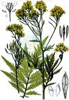 Hugueninia tanacetifolia