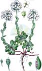 Noccaea alpestris