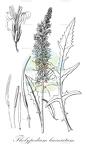 Thelypodium laciniatum