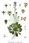Teesdalia nudicaulis