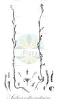Andrzeiowskia cardamine
