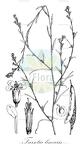 Farsetia linearis