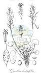 Graellsia hederifolia
