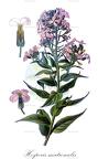 Hesperis matronalis