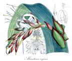 Alcantarea regina