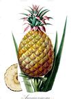 Ananas comosus