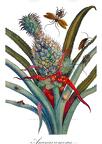 Ananas comosus