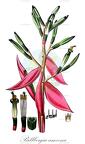 Billbergia amoena