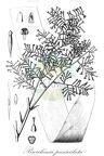Brocchinia paniculata