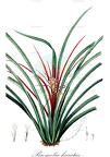 Bromelia karatas