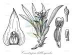 Canistropsis billbergioides