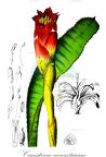 Canistrum aurantiacum