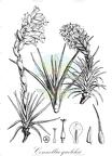Connellia quelchii