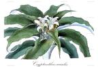 Cryptanthus acaulis