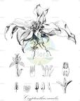 Cryptanthus acaulis