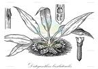 Disteganthus basilateralis