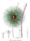 Fascicularia bicolor