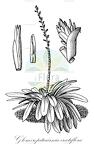 Glomeropitcairnia erectiflora