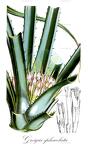 Greigia sphacelata