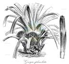 Greigia sphacelata