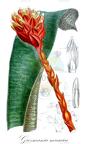 Guzmania musaica