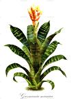 Guzmania musaica