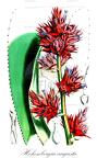 Hohenbergia augusta