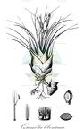 Quesnelia liboniana