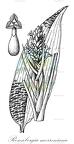 Ronnbergia morreniana