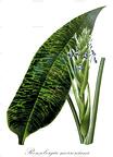 Ronnbergia morreniana
