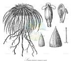 Sincoraea amoena