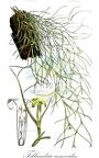 Tillandsia usneoides