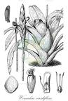 Werauhia viridiflora