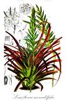 Lemeltonia monadelpha