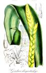 Goudaea chrysostachys