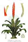 Lutheria splendens