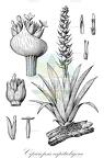 Cipuropsis capituligera