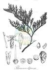 Thamnea depressa