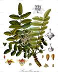 Boswellia sacra