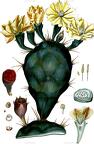 Opuntia stricta
