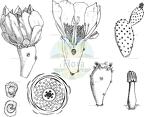 Opuntia stricta
