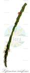 Lepismium cruciforme